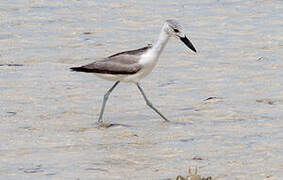 Crab-plover