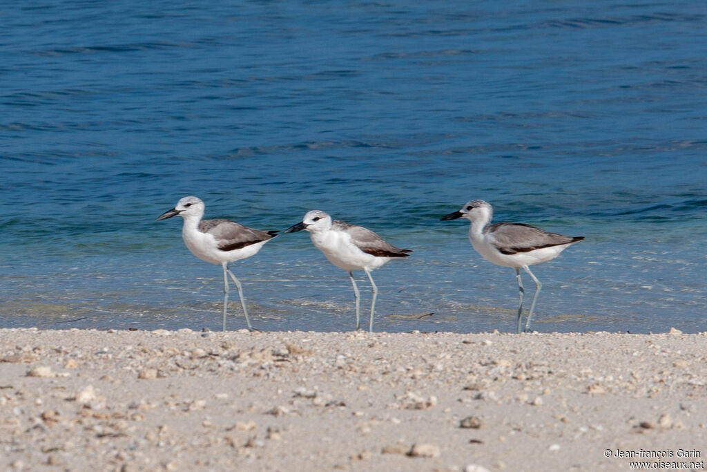 Crab-plover