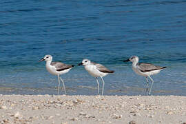 Crab-plover