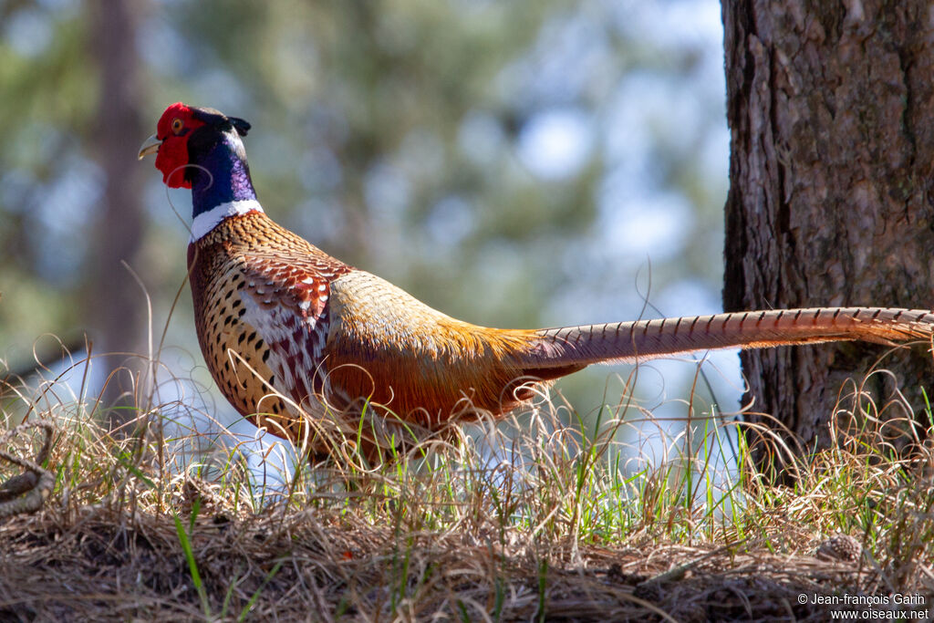 Common Pheasant male adult breeding