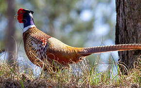 Common Pheasant