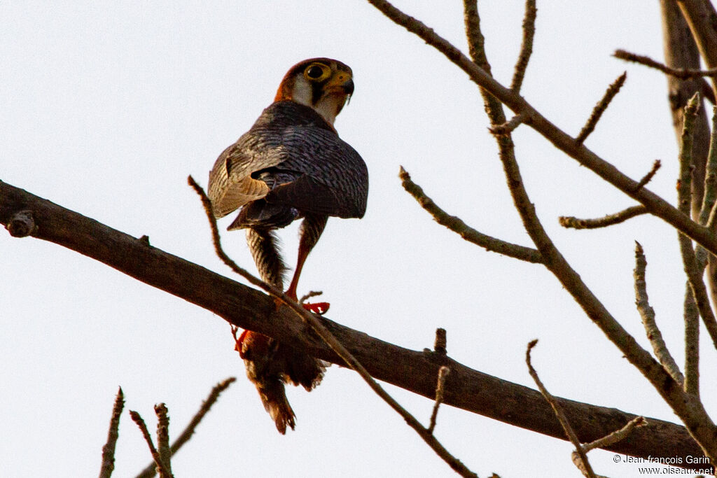 Red-necked Falconadult