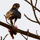Faucon chicquera