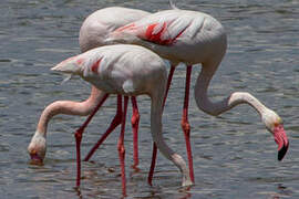 Greater Flamingo