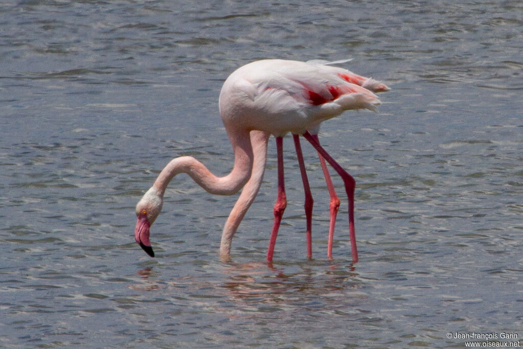 Flamant rose