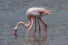 Flamant rose