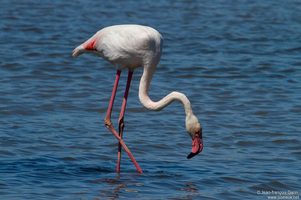 Flamant rose