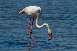 Greater Flamingo