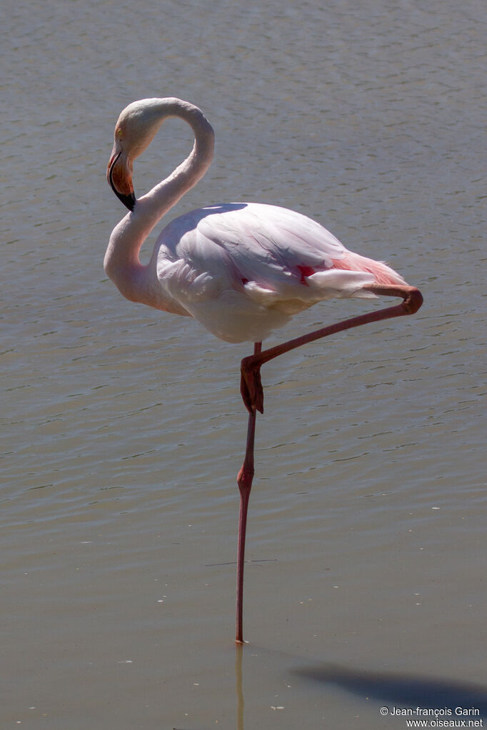 Greater Flamingo