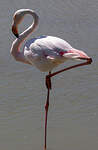 Flamant rose