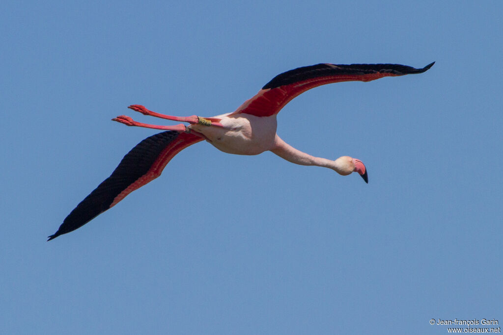 Flamant rose