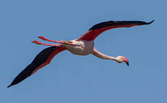 Flamant rose