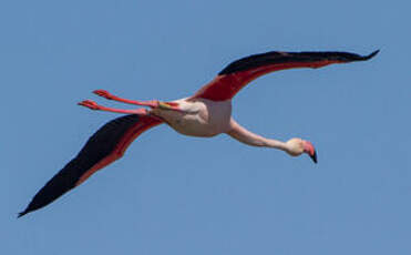 Flamant rose