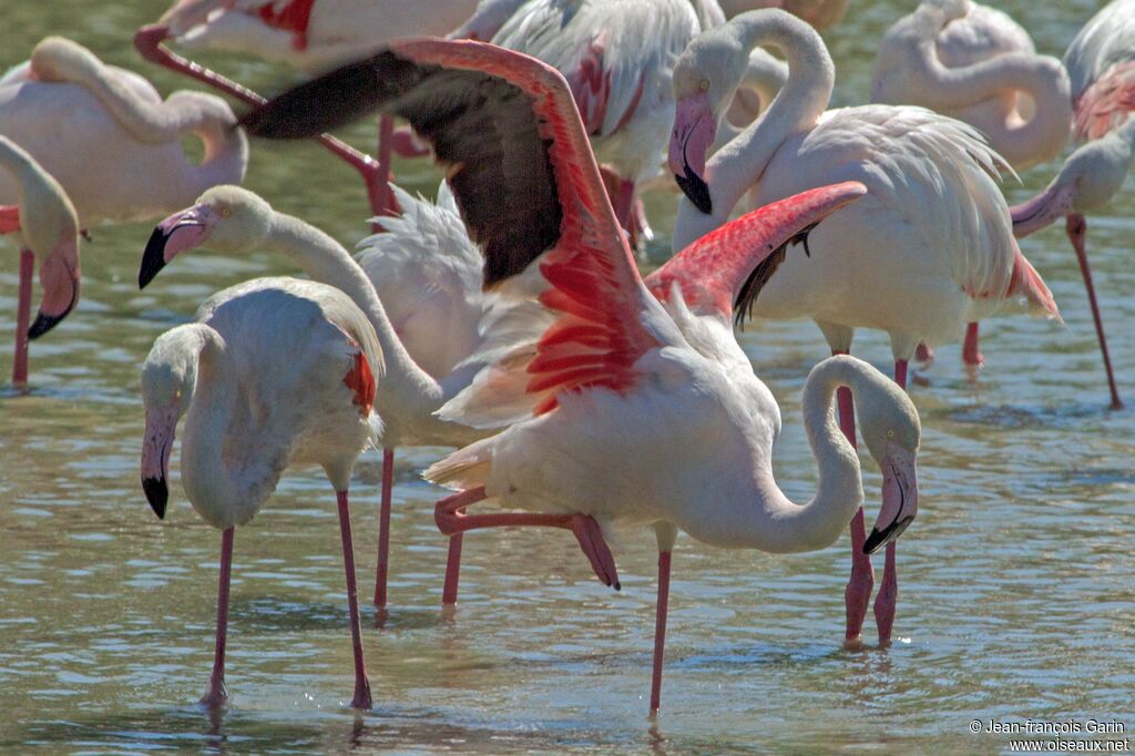 Greater Flamingo