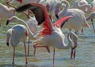 Flamant rose