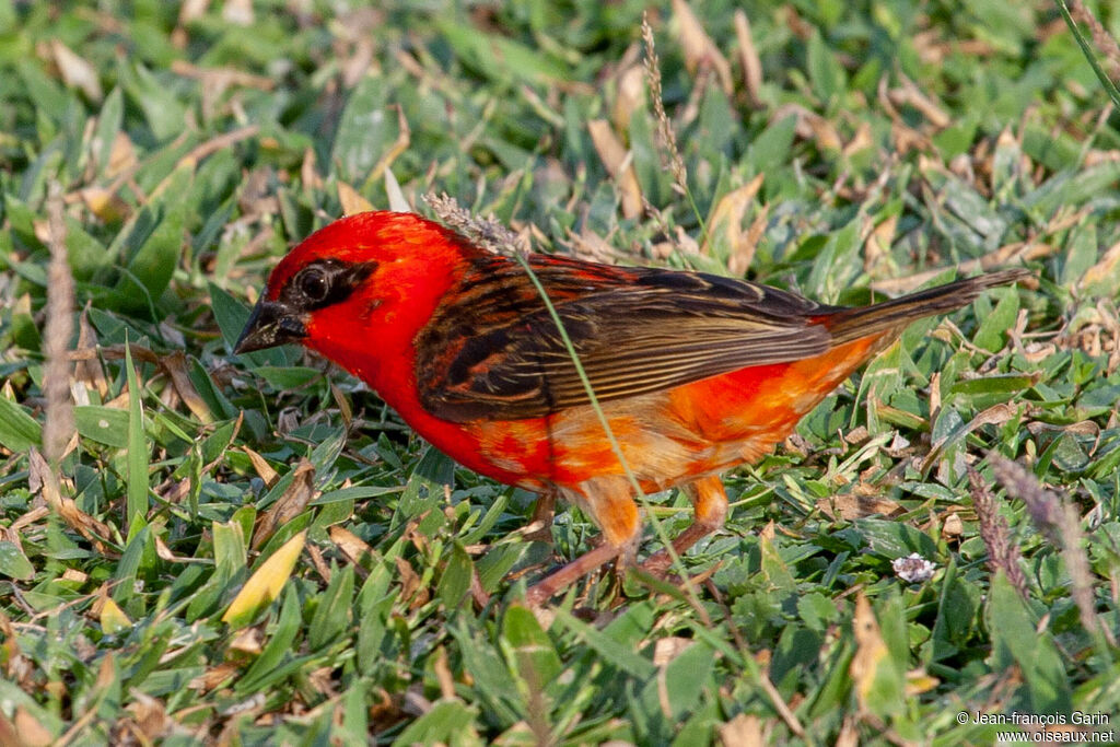 Foudi rouge mâle