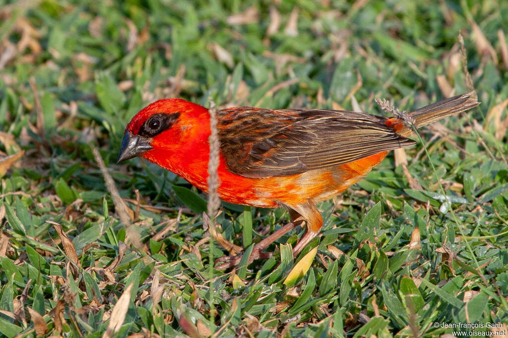 Foudi rouge mâle