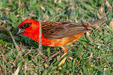Foudi rouge