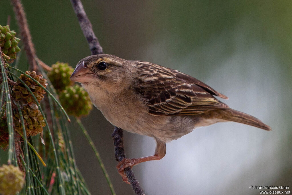 Red Fody female