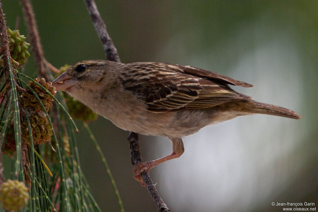 Red Fody female