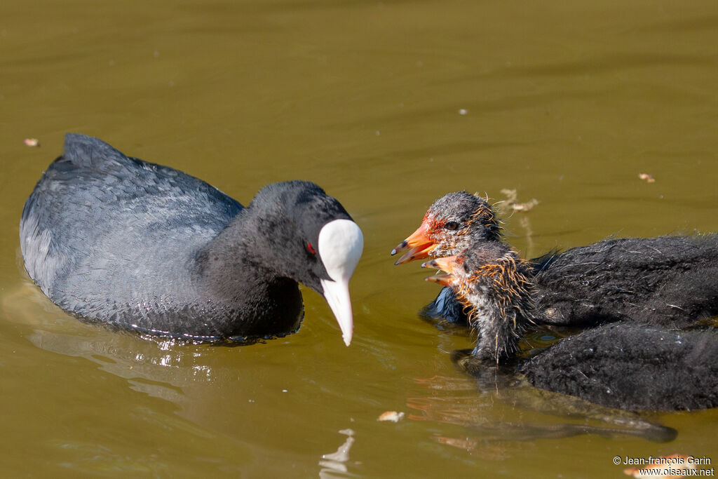 Eurasian Coot