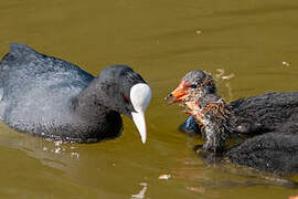 Eurasian Coot