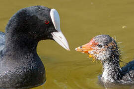 Eurasian Coot