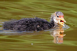 Eurasian Coot