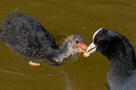 Eurasian Coot