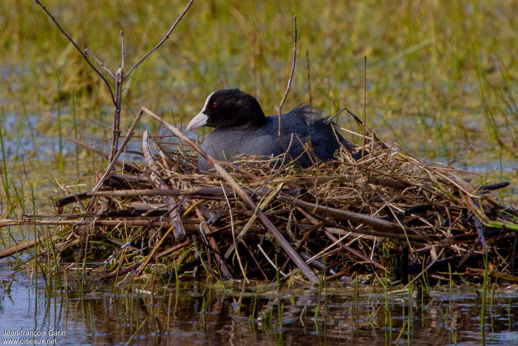 Foulque macrouleadulte, Nidification