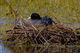 Eurasian Coot