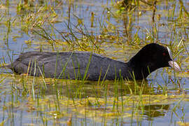 Eurasian Coot