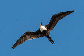 Great Frigatebird