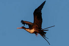 Great Frigatebird