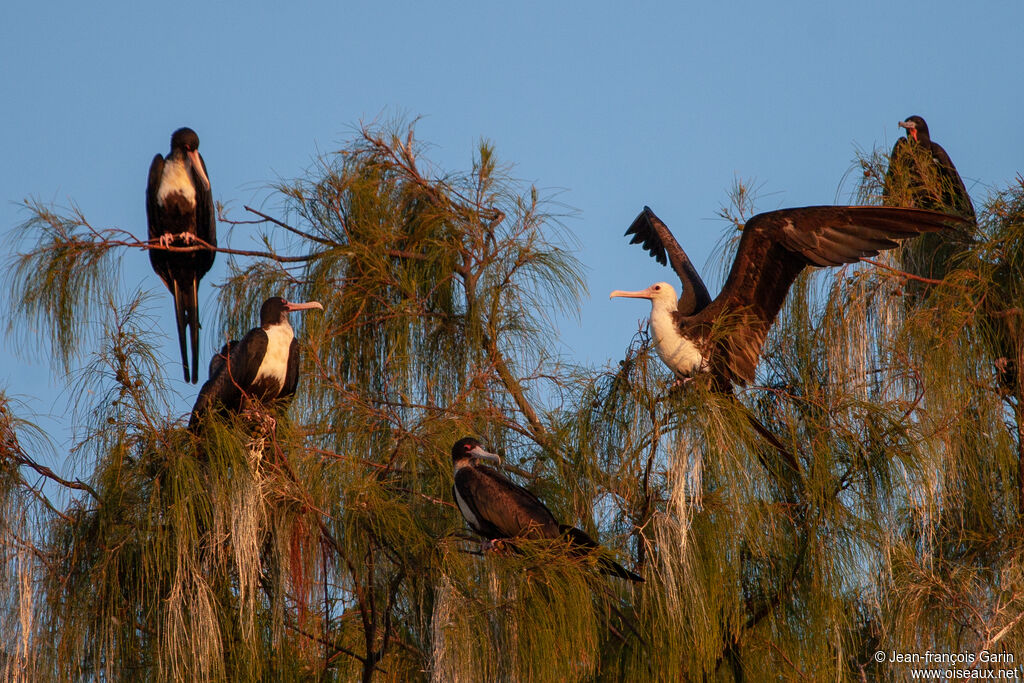 Great Frigatebird