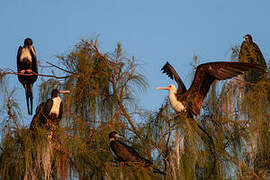 Great Frigatebird