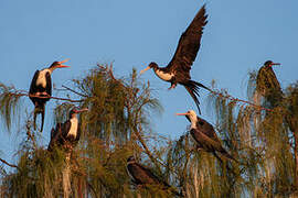 Great Frigatebird