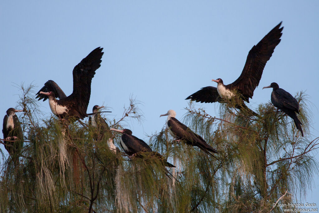 Great Frigatebird