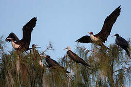 Great Frigatebird