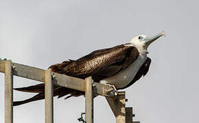 Magnificent Frigatebird