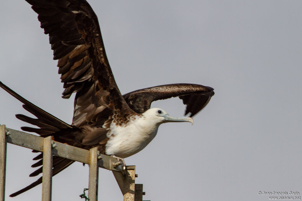 Magnificent Frigatebirdjuvenile