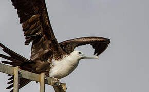 Magnificent Frigatebird