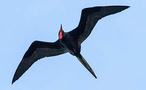 Magnificent Frigatebird