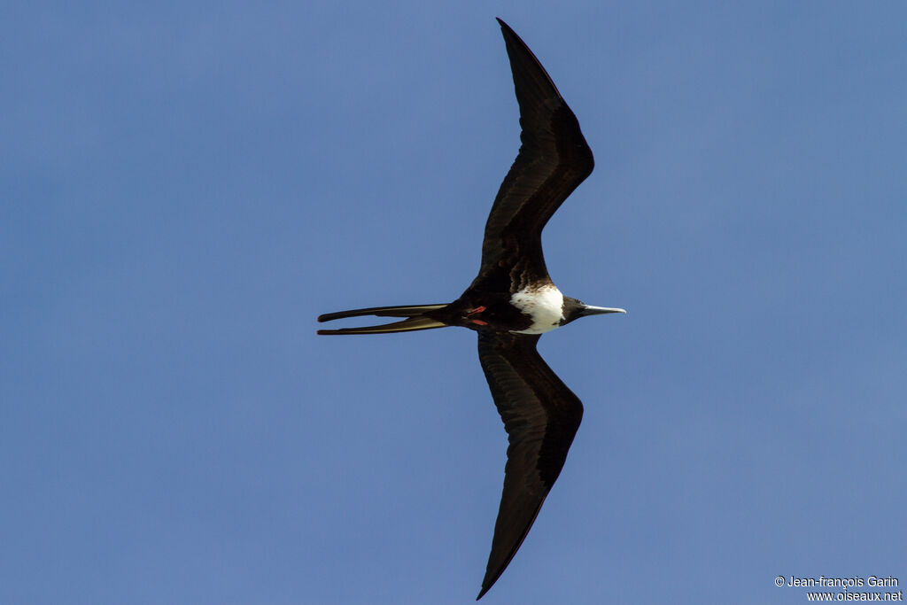 Magnificent Frigatebird female, Flight