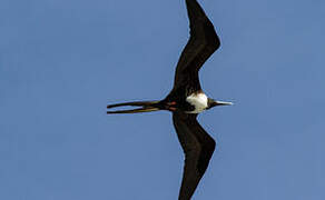 Magnificent Frigatebird