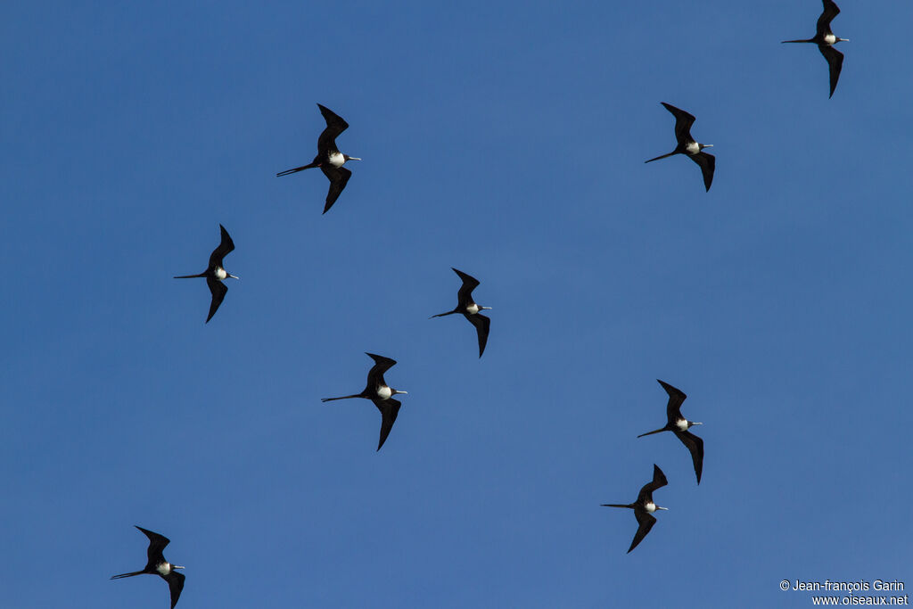 Magnificent Frigatebird female, Flight