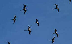 Magnificent Frigatebird