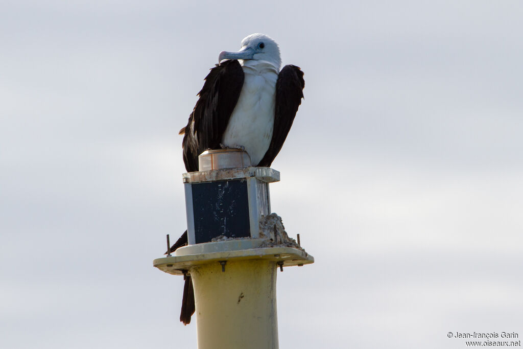 Magnificent Frigatebirdjuvenile