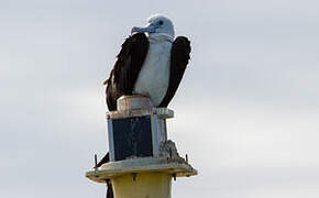 Magnificent Frigatebird