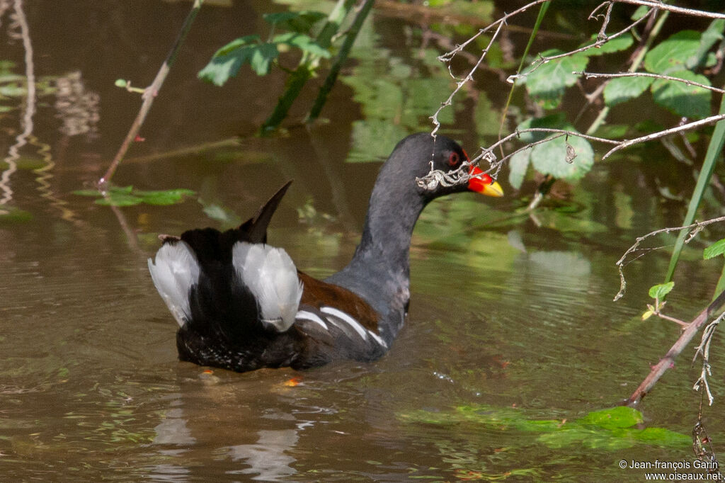 Gallinule poule-d'eau